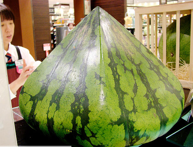 Water melon