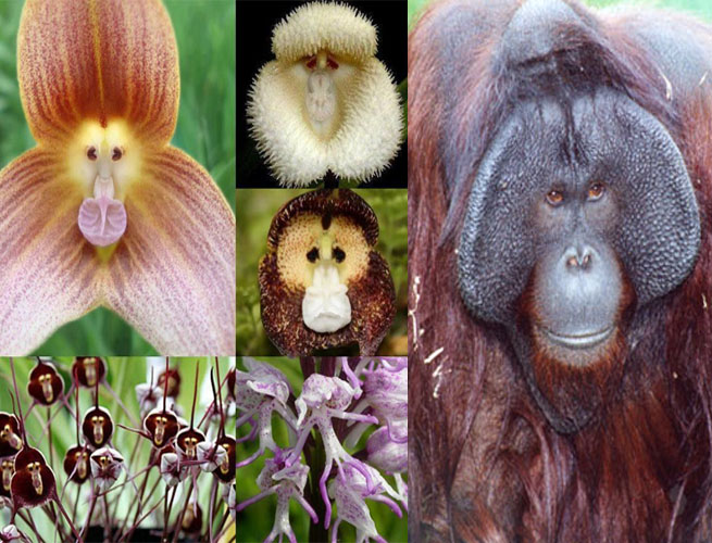 orchid monkey muzzle 