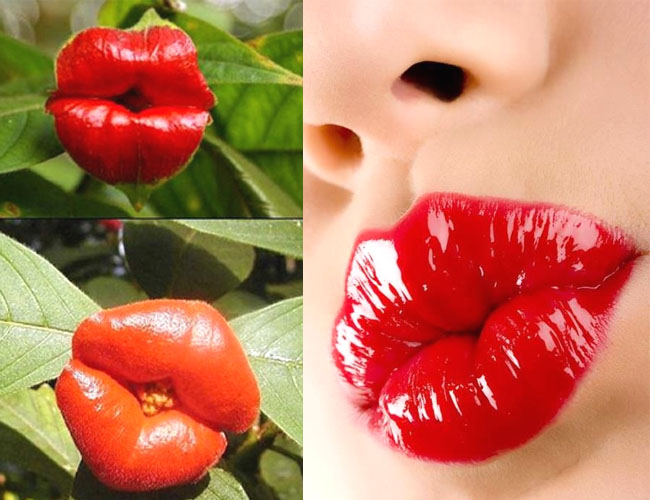 psychotria or the lips of a harlot