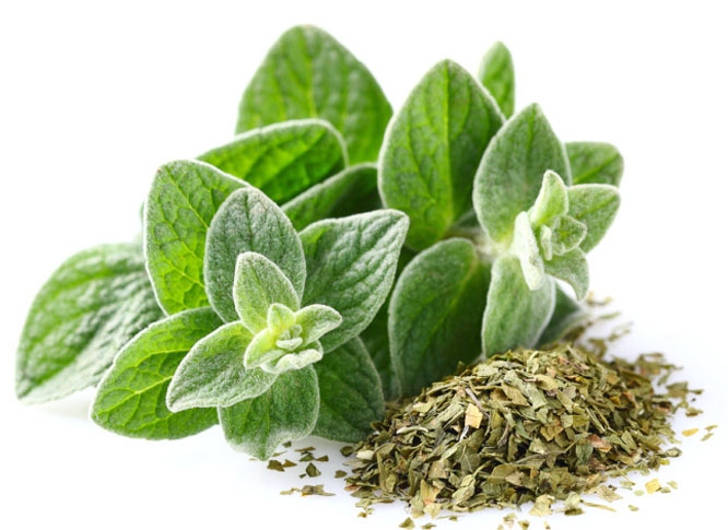 Oregano