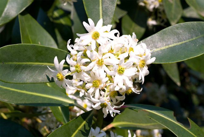 Flower of anise