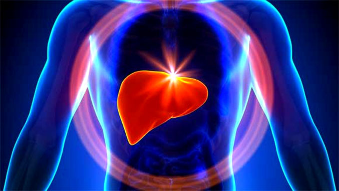 Liver