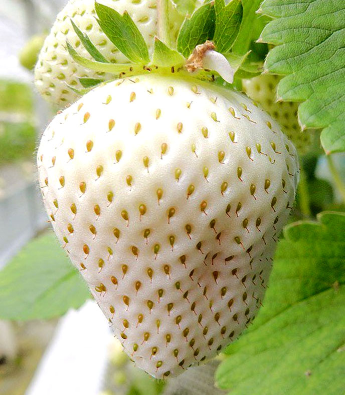 Strawberry