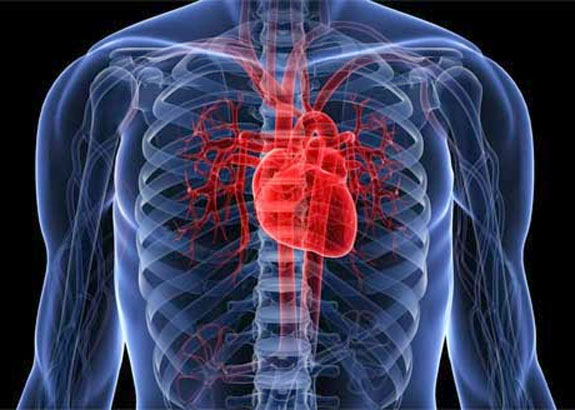 heart