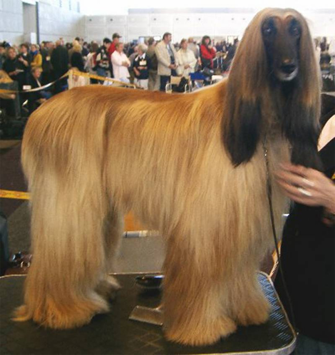 afghan Hound