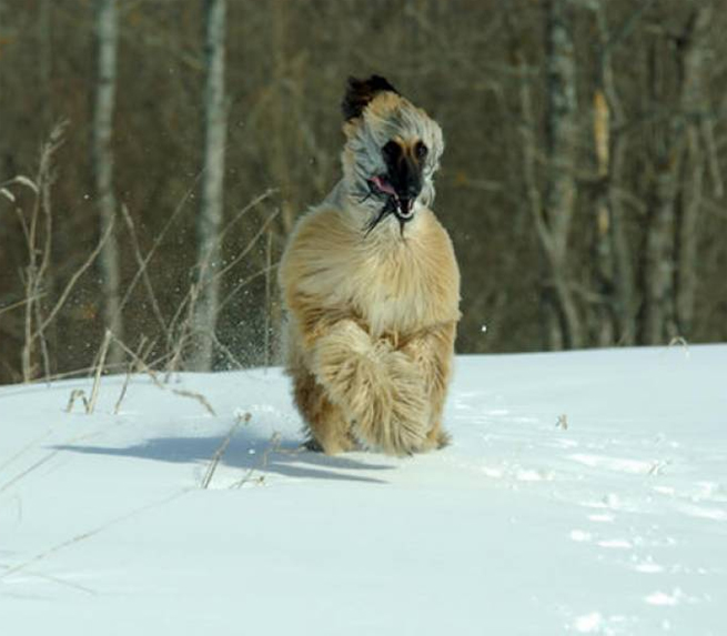 afghan Hound