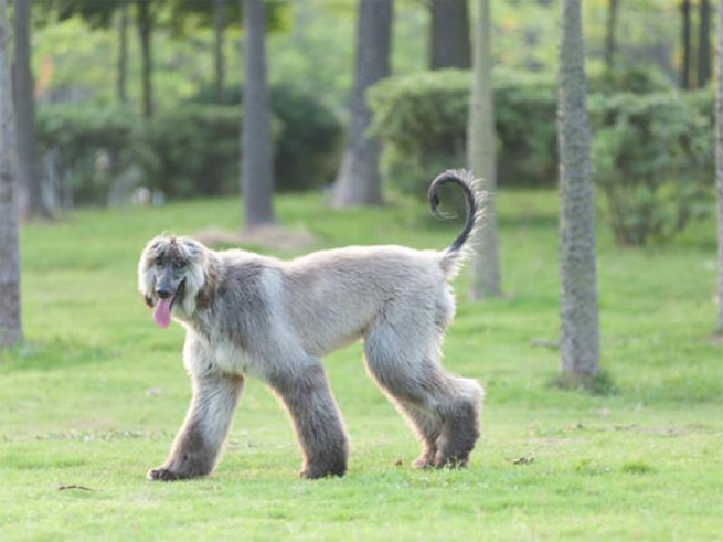 afghan Hound