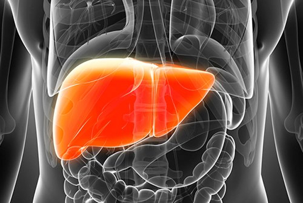 Liver