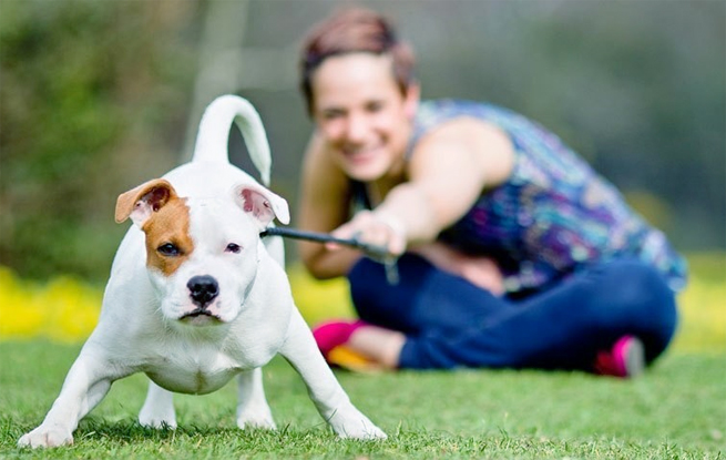 Dog