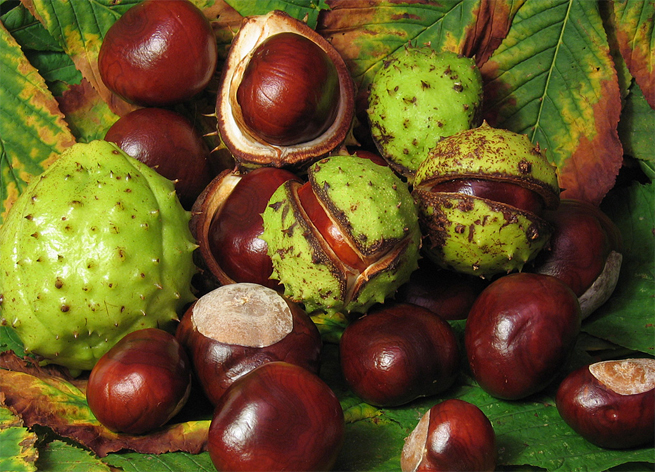 horse chestnut