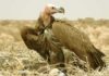 विशेषज्ञों ने पक्षी प्रेमियों को दी गिद्ध के बारे में जानकारी About Vulture About Vulture