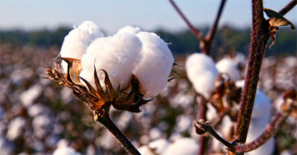 Cotton