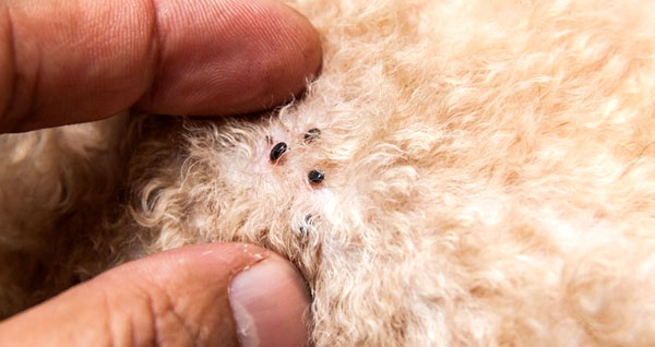 Fascinating facts about fleas