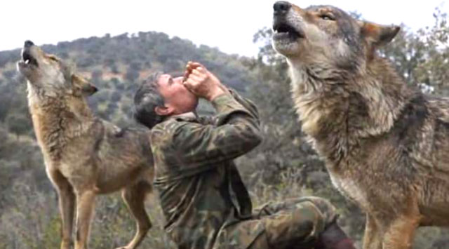 Marcos Rodríguez Pantoja live with wolf