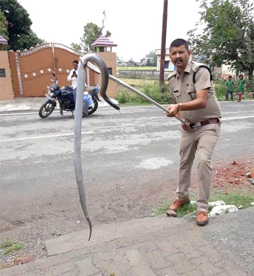 Cobra snake in House