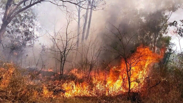 High court strict on Forest fire