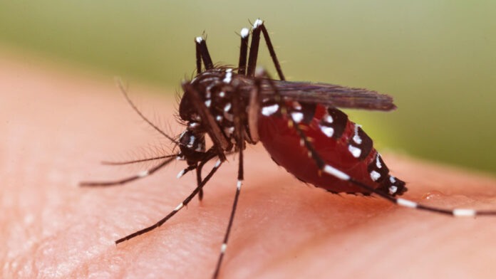 18 dengue patients identified