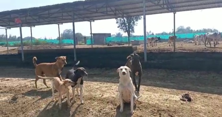 Dogs scratching dead cows in Gaushala