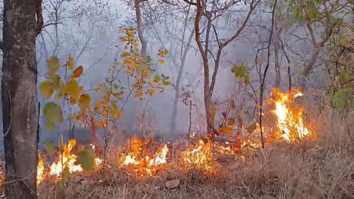 76 hectares of forest area burnt to ashes in just one day